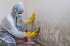 Reliable Cayuga Heights, NY Mold Removal Solutions